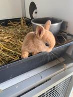 Mini mini konijntje, Animaux & Accessoires, Lapins, Petit