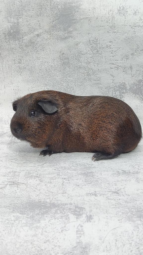 Cavia solid goudagouti mannetje, Dieren en Toebehoren, Knaagdieren, Mannelijk, Cavia, Maart