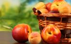 Nectarine bomen, oude soorten en nieuwe met platte vruchten, In pot, Lente, Overige soorten, Volle zon