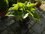 Mooie grote Hosta, Overige soorten, Vaste plant, Ophalen of Verzenden, Halfschaduw