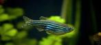 Zebra vis, Dieren en Toebehoren, Vissen | Aquariumvissen, Vis