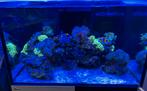 Red Sea Reefer 300 System G2+ Wit  Zeeaquarium Zoutwater, Animaux & Accessoires, Poissons | Aquariums & Accessoires, Enlèvement