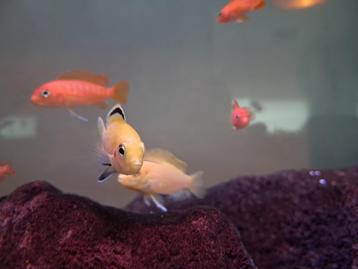 Malawi Vis, soort labidochromis caeruleus, zéér mooie zoetwa beschikbaar voor biedingen