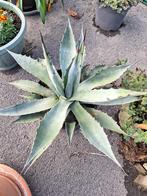 agave, Ophalen of Verzenden