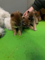 Shiba inu pups, Dieren en Toebehoren, Honden | Poolhonden, Keeshonden en Oertypen, België, Parvo, 8 tot 15 weken, Poolhond