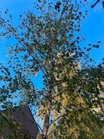 berk, Tuin en Terras, Ophalen