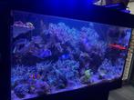 Coraux, Animaux & Accessoires, Poissons | Aquariums & Accessoires, Enlèvement