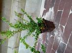 Ilex convexa, Tuin en Terras, Planten | Tuinplanten, Ophalen