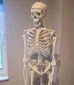 Levensgroot skelet, Ophalen, Zo goed als nieuw