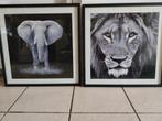 vierkanten kader olifant en leeuw, Foto of Poster, Gebruikt, 50 tot 75 cm, 50 tot 75 cm
