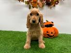 Engelse Cocker Spaniel pups