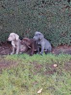 labrador pups, Dieren en Toebehoren, Honden | Retrievers, Spaniëls en Waterhonden, CDV (hondenziekte), Meerdere, 8 tot 15 weken