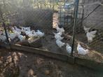 Poule de Bresse legkip of vleeskip van 12 weken oud, Poule ou poulet, Plusieurs animaux