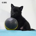 X Schipperke/Shiba Inu - Chiots belges à vendre, Animaux & Accessoires, Commerçant, Chien (mâle), Autres races, Belgique