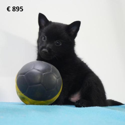 X Schipperke/Shiba Inu - Chiots belges à vendre, Animaux & Accessoires, Chiens | Chihuahuas & Chiens de compagnie, Chien (mâle)