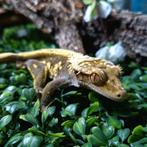 Crested gecko (wimpergekko)