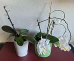 2 orchideeën, Bloeiende kamerplant, Ophalen, Minder dan 100 cm