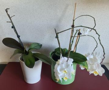 2 orchidées, Plante à fleurs, Enlèvement, Moins de 100 cm