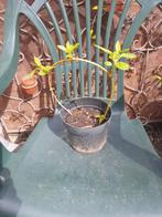 A replanter  : forsythia, Ophalen