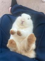 Minloop konijnen, Dieren en Toebehoren, Konijnen, Vrouwelijk, Klein, Hangoor, 0 tot 2 jaar