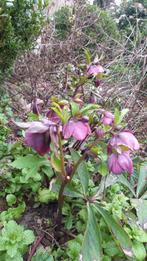 helleborus niger, Tuin en Terras, Ophalen, Winter, Vaste plant, Bodembedekkers