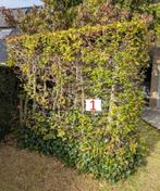 Gratis beukenhagen, Tuin en Terras, Ophalen, Beukenhaag, Haag, 100 tot 250 cm