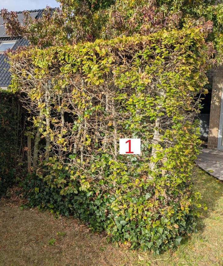 Gratis beukenhagen, Jardin & Terrasse, Plantes | Arbustes & Haies, Haie, Haie de hêtre, 100 à 250 cm, Enlèvement
