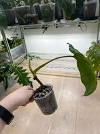 Philodendron Ernestii, Huis en Inrichting, Ophalen