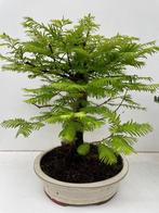 Bonsai Metasequoia, Tuin en Terras, Ophalen