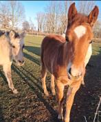 Prachtig merrieveulen, Dieren en Toebehoren, Paarden