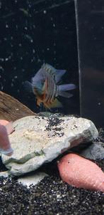 Heros a vendre, Animaux & Accessoires, Poissons | Poissons d'aquarium