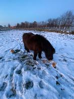 Shetlandruin, Animaux & Accessoires, Poneys, Vermifugé, 11 ans ou plus, Hongre, Débourré