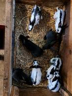 Vlinderkonijnen te koop, Dieren en Toebehoren, Meerdere dieren, Middelgroot, 0 tot 2 jaar