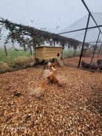 broedeieren friese hoen geel witpel, Dieren en Toebehoren, Pluimvee