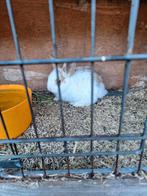 Dwergkonijntjes, Dieren en Toebehoren, Konijnen