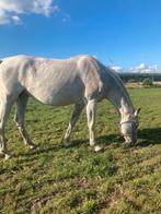 Recreatie/kweek merrie, Dieren en Toebehoren, Paarden, Merrie
