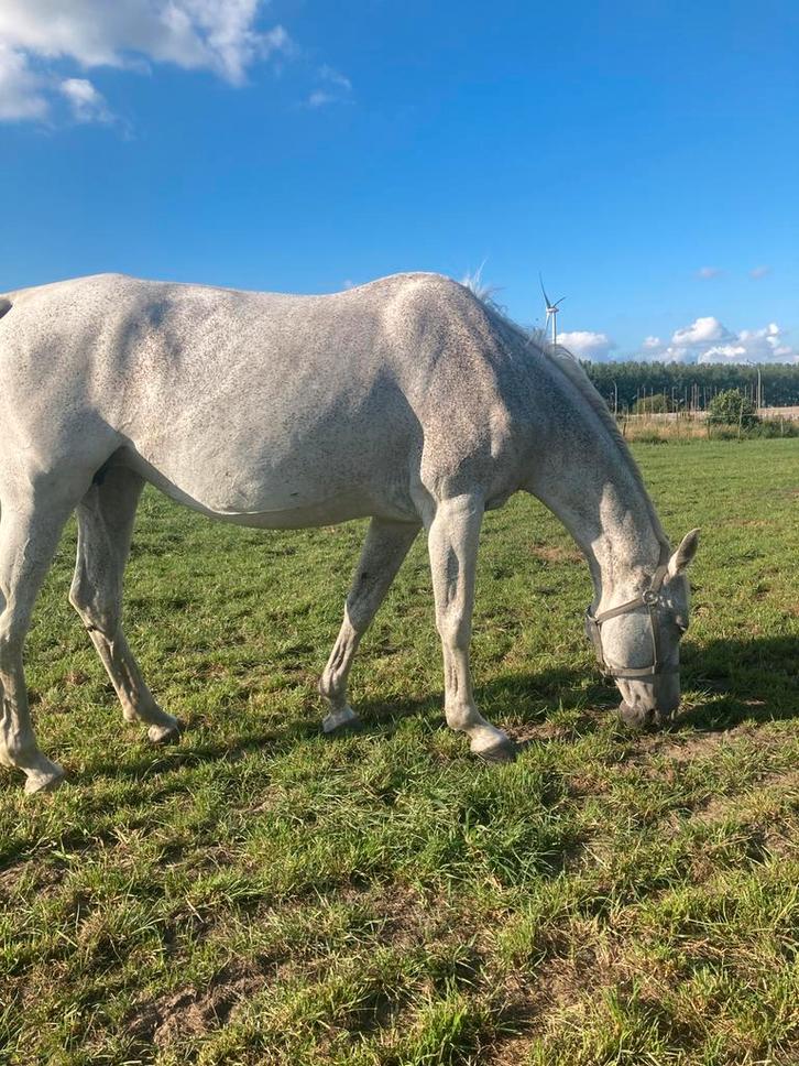 Recreatie/kweek merrie, Dieren en Toebehoren, Paarden, Merrie