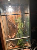 Glazen terrarium 100 H. 50L. 50 B, Ophalen of Verzenden, Zo goed als nieuw
