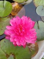 Waterlelie Fuschia pompom, Ophalen of Verzenden, Nieuw