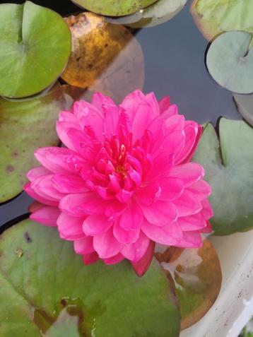 Waterlelie Fuschia pompom beschikbaar voor biedingen