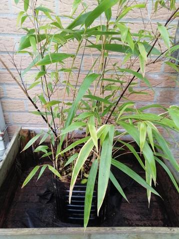 Zwarte bamboe, Tuin en Terras, Ophalen