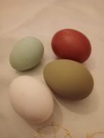 groenlegger   araucana  kriel, Dieren en Toebehoren, Pluimvee, Vrouwelijk, Kip