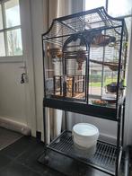 Dwergpapegaai baby's, Animaux & Accessoires, Oiseaux | Cages & Volières, Enlèvement