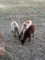 Moutons à vendre sur Chimay, Animaux & Accessoires, Moutons, Chèvres & Cochons, Mâle, Mouton