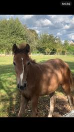 hoogbenig comilfo plus z merie veulen, Dieren en Toebehoren, Paarden, Z