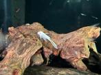 L144 snow white longfin, Dieren en Toebehoren, Vissen | Aquariumvissen