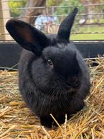 Dwerg konijn, Dieren en Toebehoren, Konijnen, Dwerg