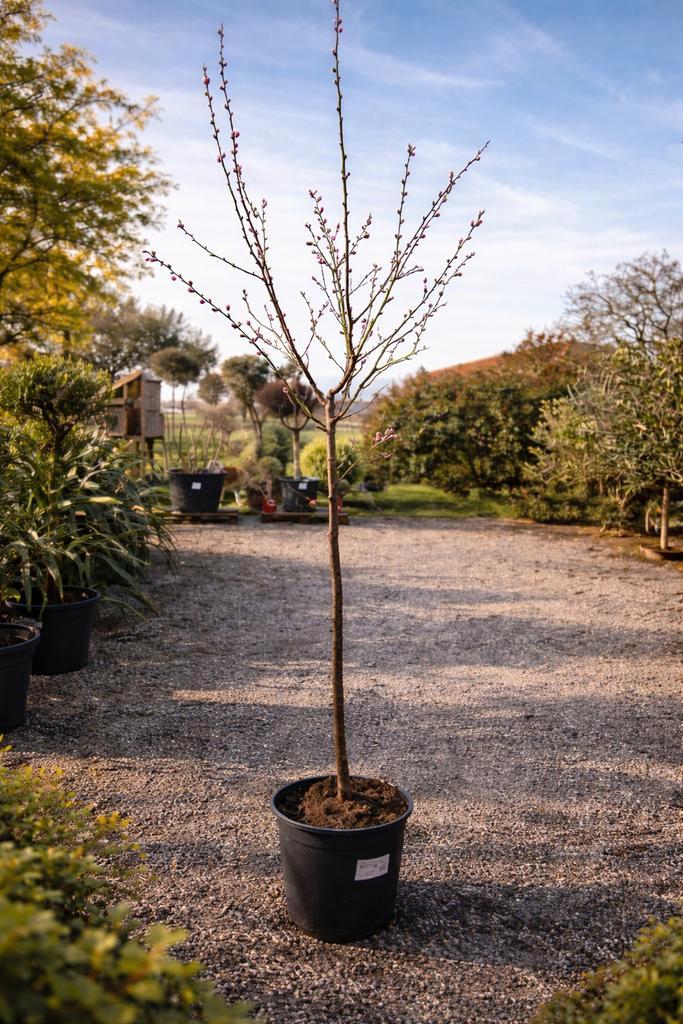Amandelboom, Tuin en Terras, Planten | Fruitbomen, Ophalen