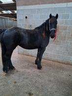 Friese merrie 2,5 jaar, Dieren en Toebehoren, Paarden, Merrie