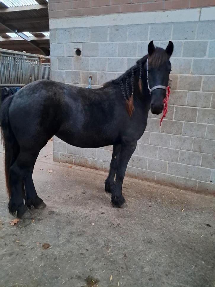 Friese merrie 2,5 jaar, Dieren en Toebehoren, Paarden, Merrie